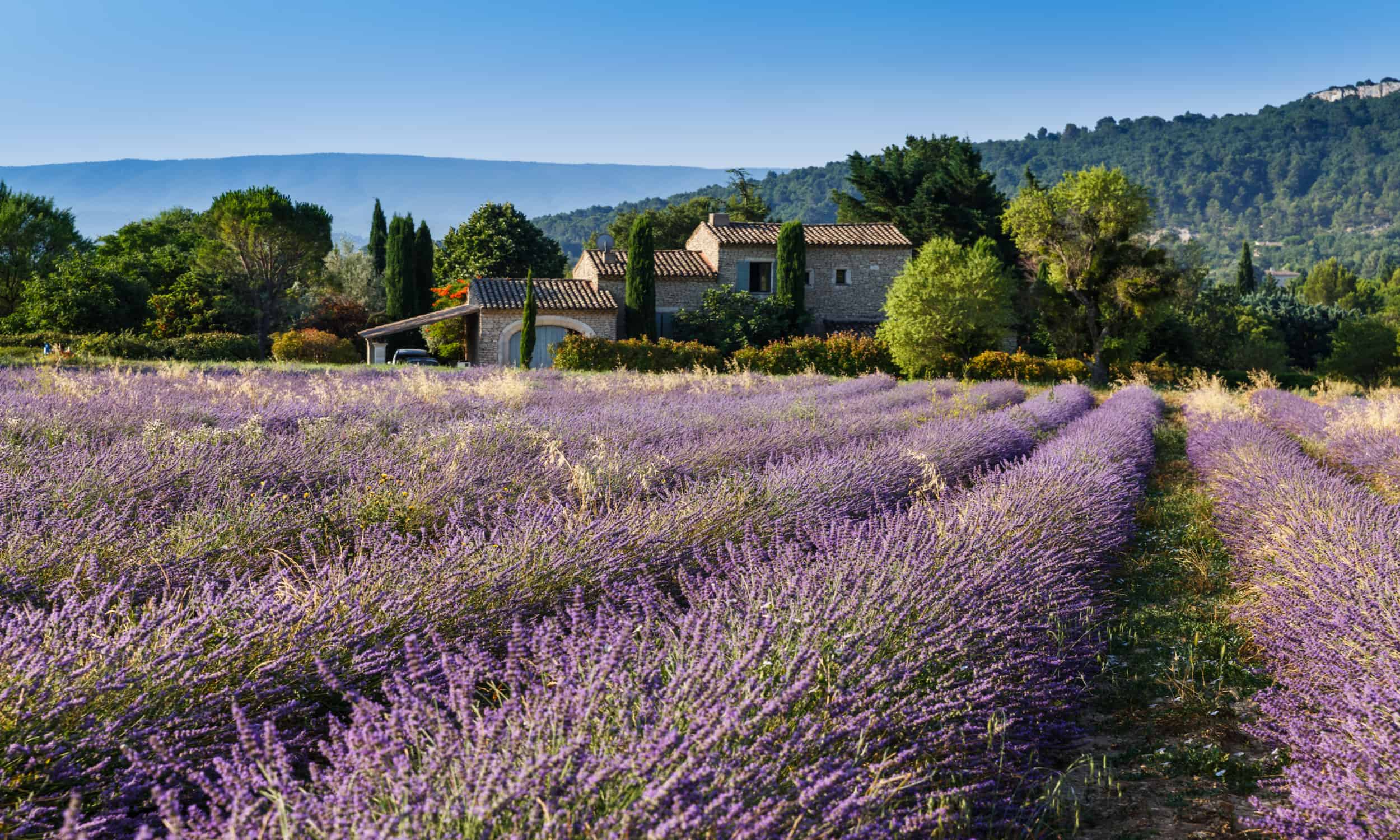 Provence - Lavande paysage
